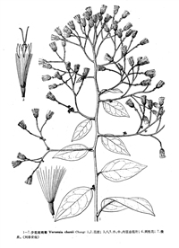 �ٻ�����